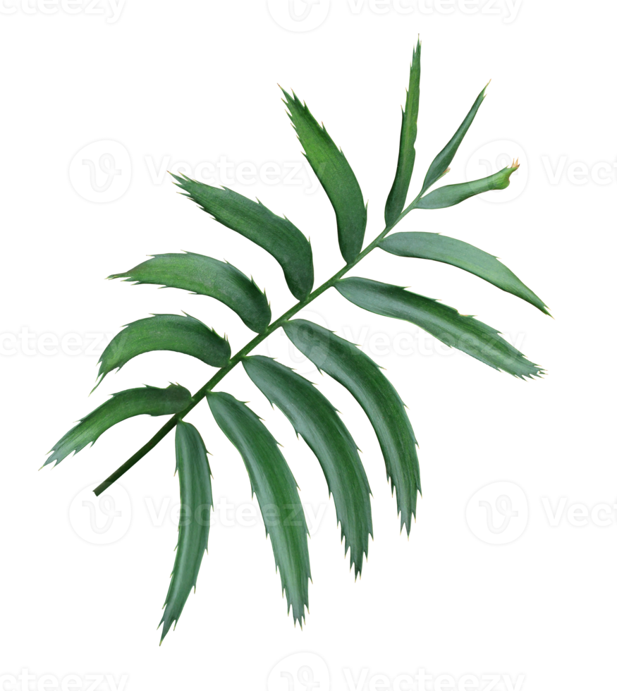 grönt blad av palmträd isolerad på transparent bakgrund png-fil png