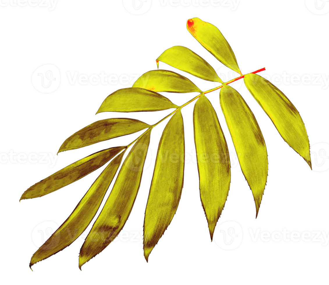 palm leaf isolated on transparent background png file