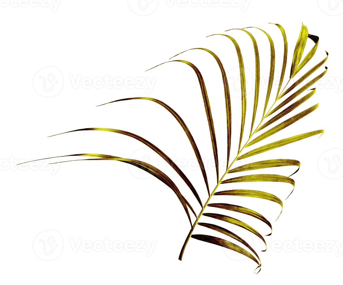 palm tree leaf on transparent background png file