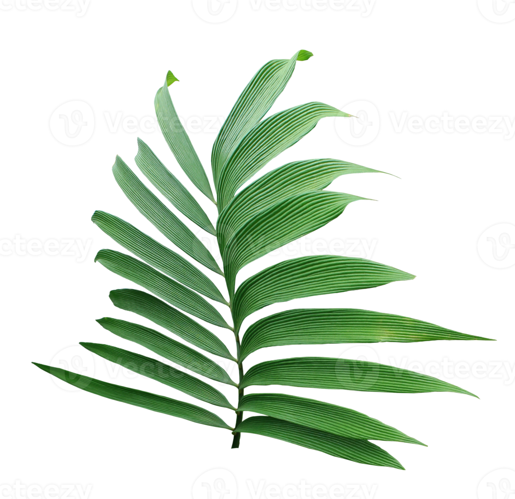 grönt blad av palmträd isolerad på transparent bakgrund png-fil png