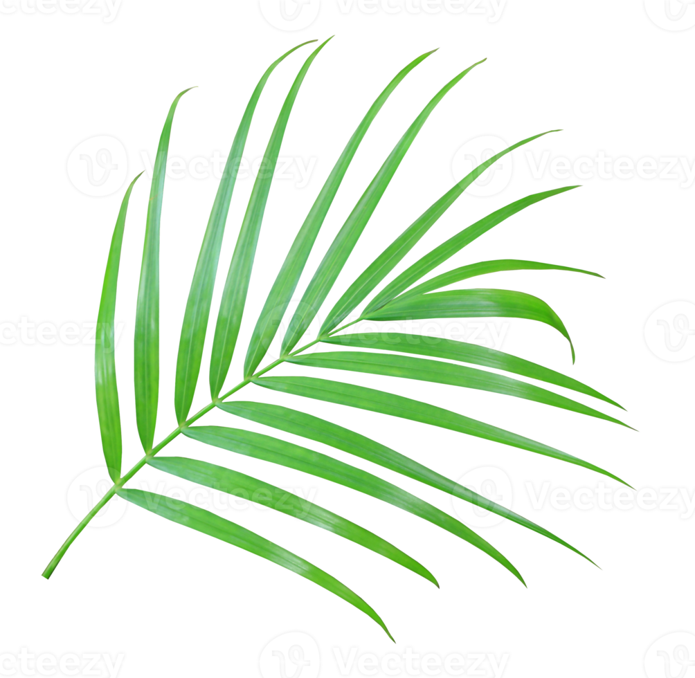 foglia di palma verde isolata su file png di sfondo trasparente