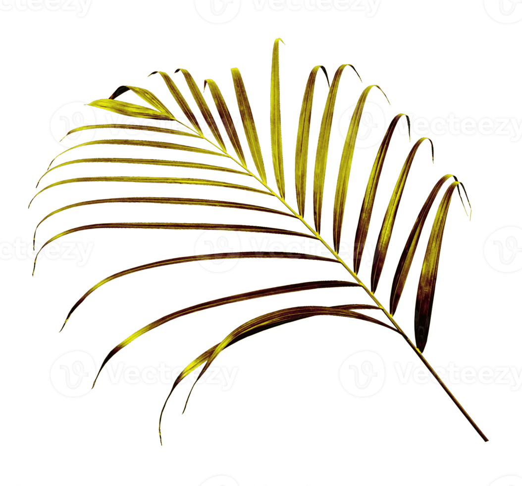 palm tree leaf on transparent background png file