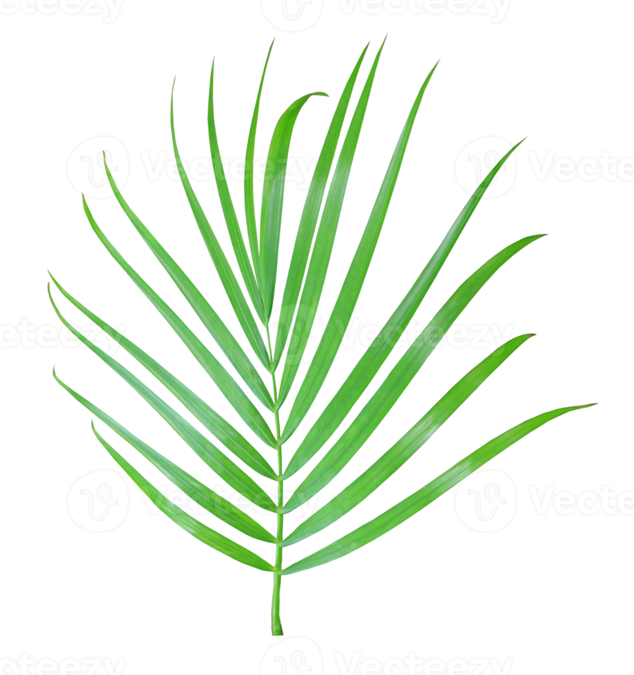 groen palmblad geïsoleerd op transparante achtergrond png-bestand png