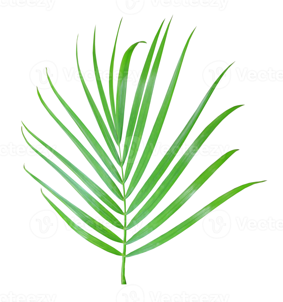 feuille de palmier vert isolé sur fond transparent fichier png