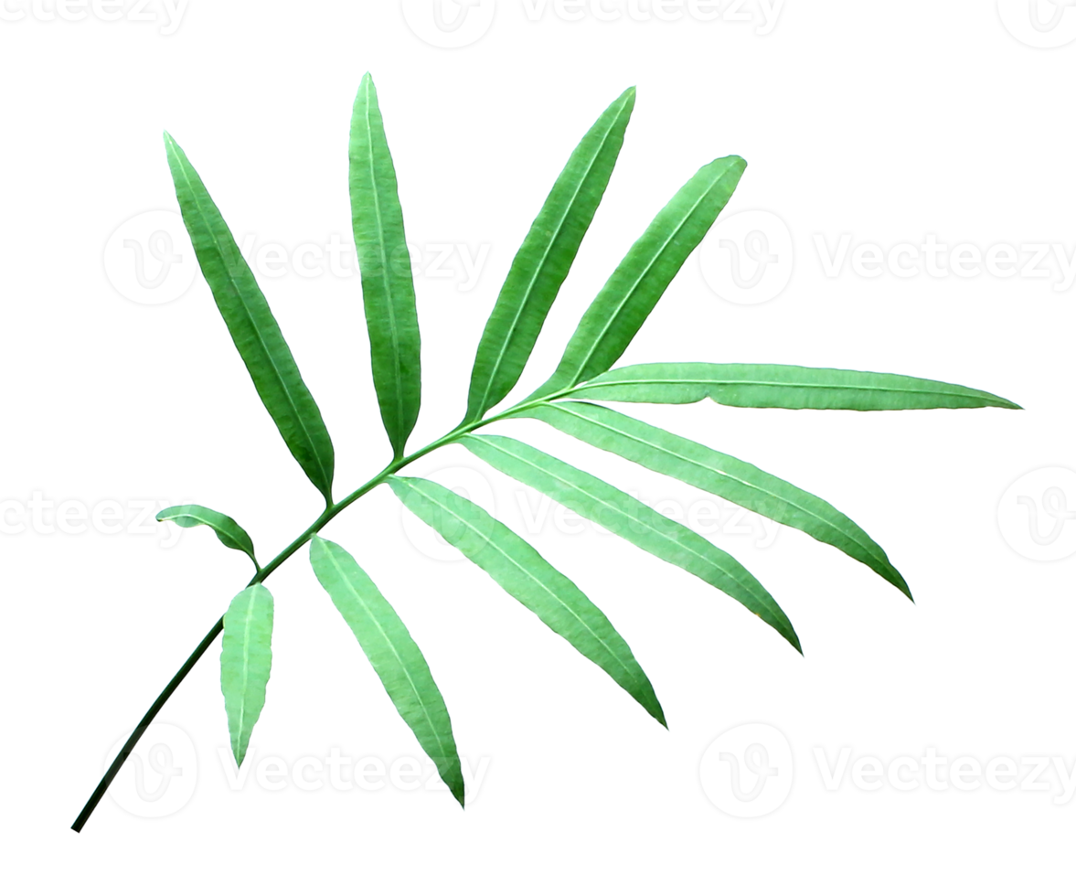 palm tree leaf on transparent background png file