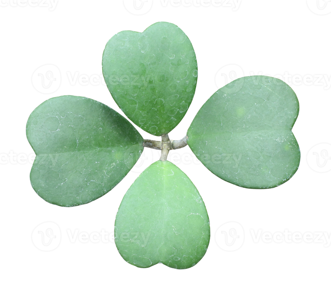 green heart shaped leaf of succulent hoya flower plants on transparent background png file