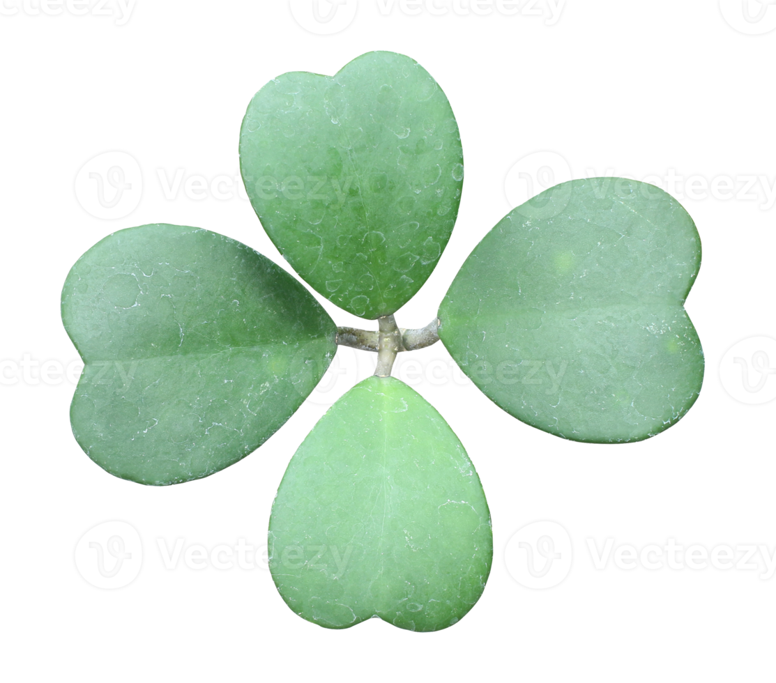 feuille verte en forme de coeur de plantes à fleurs succulentes hoya sur fond transparent feuille verte en forme de coeur de plantes à fleurs succulentes hoya sur fond transparent