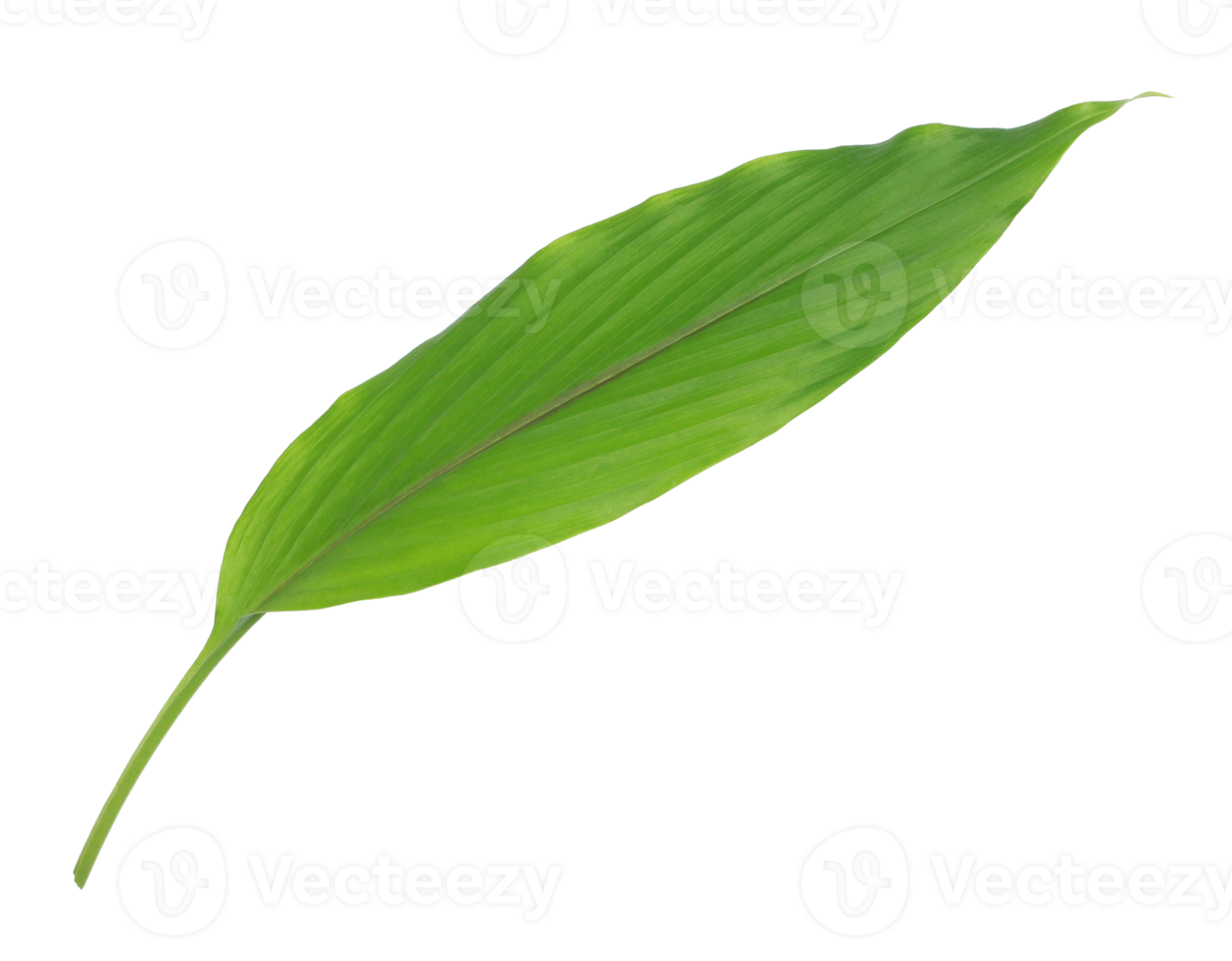 green leaf isolated on transparent background png file