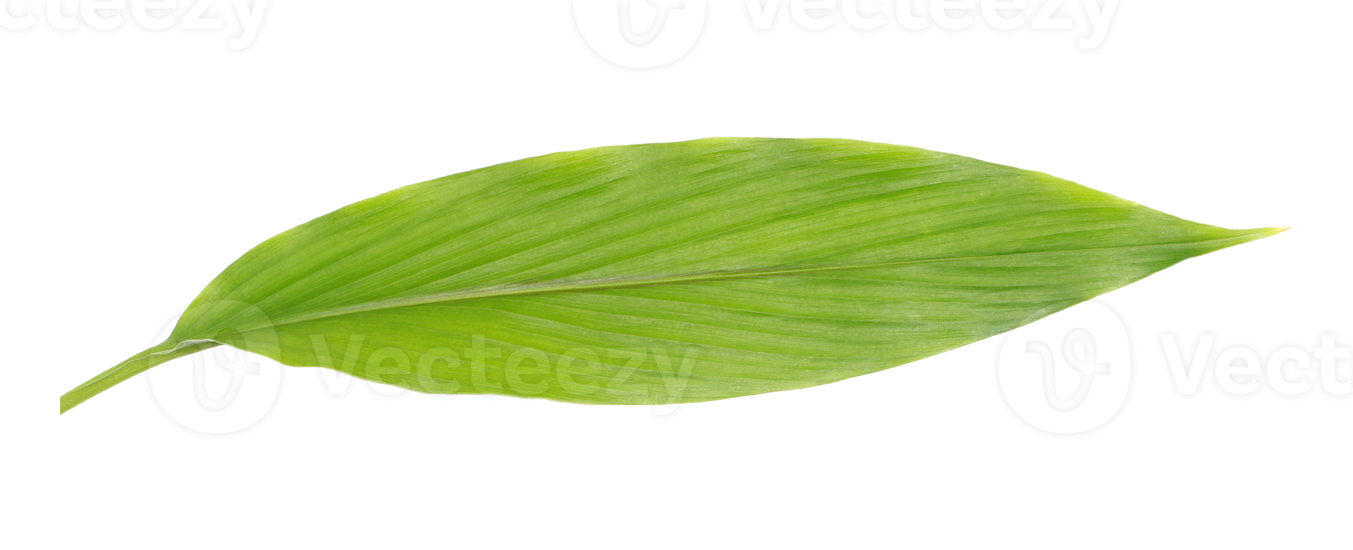 green leaf isolated on transparent background png file