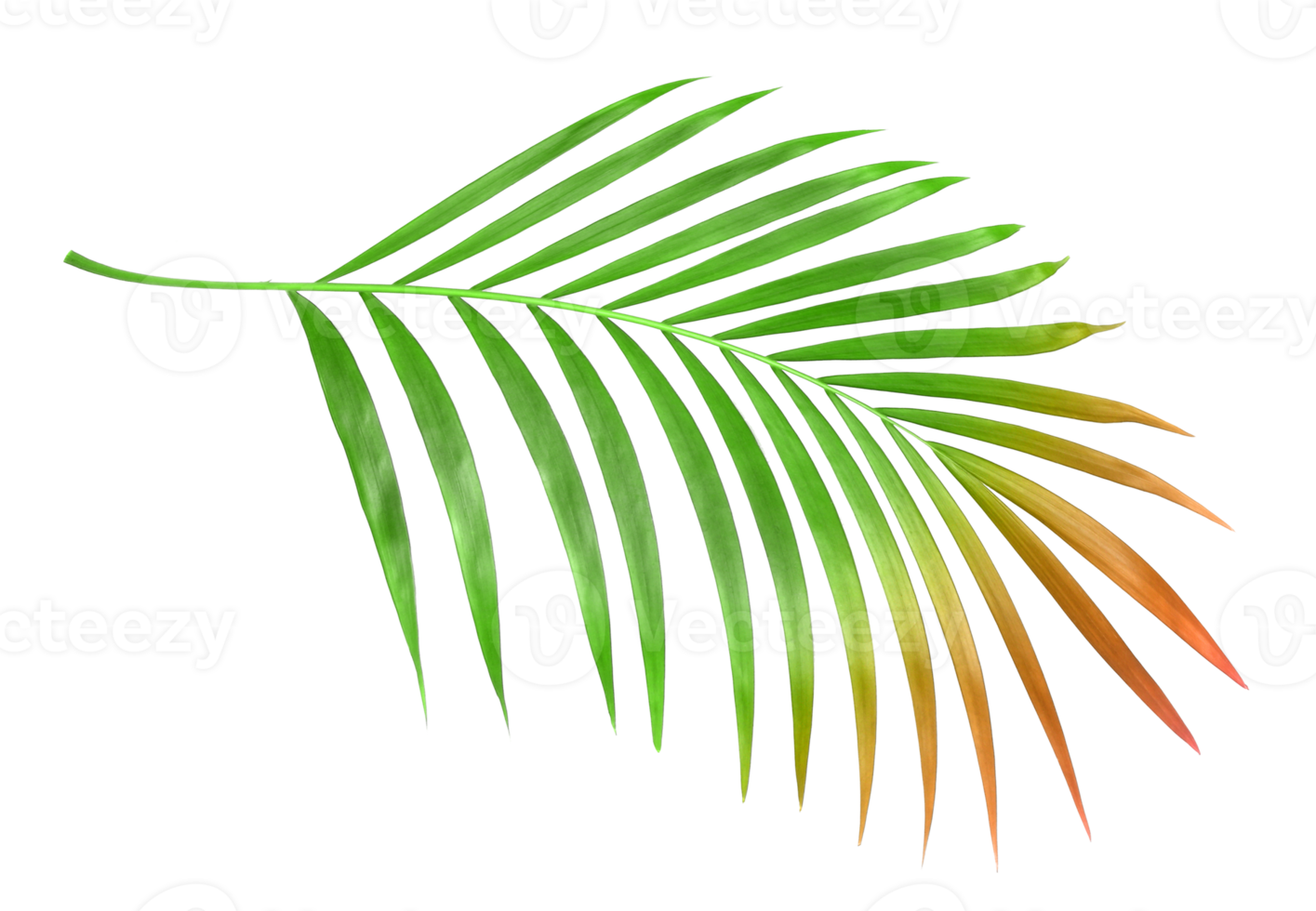 tropisch natuur groen palmblad geïsoleerd op transparante patroon achtergrond png-bestand png