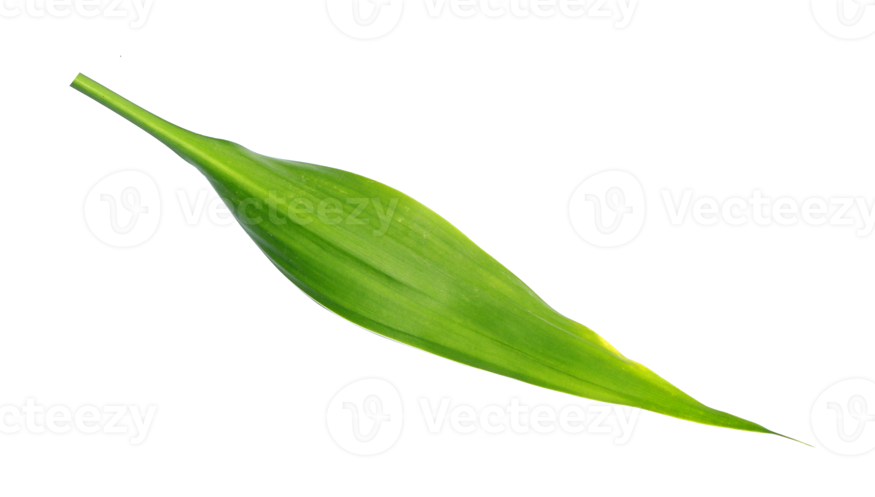 green leaf isolated on transparent background png file