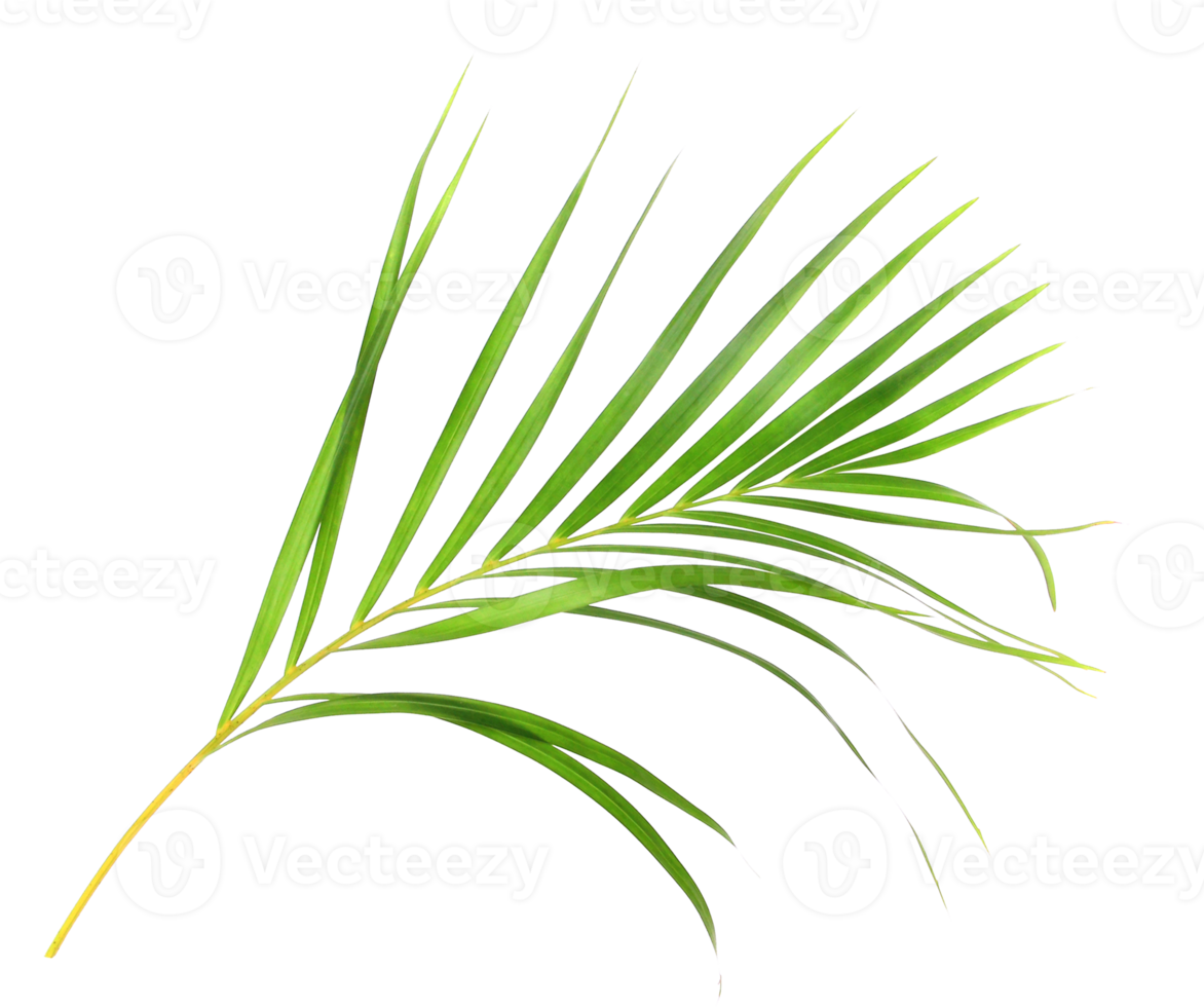 tropical nature green palm leaf isolated on transparent pattern background png file