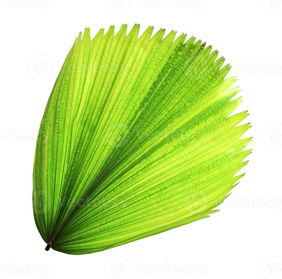 tropical green blowing palm leaf isolated on transparent background png file