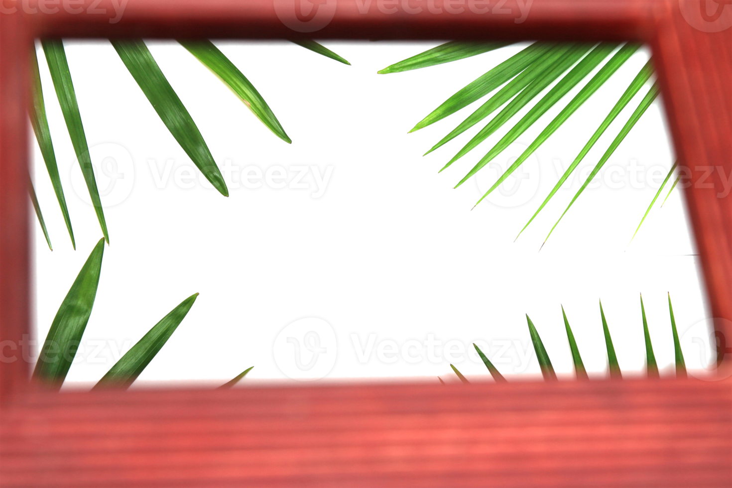 foglia di palma verde natura tropicale nella cornice su file png di sfondo trasparente