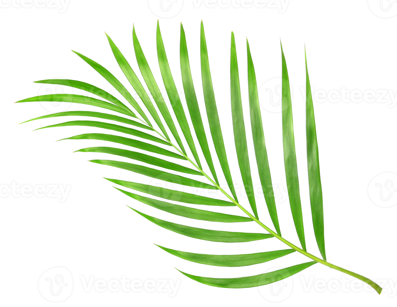 foglia di palma verde natura tropicale isolata su file png di sfondo trasparente