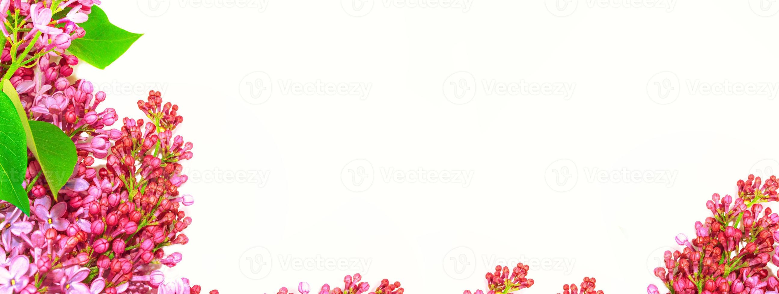 spring flowers lilac. nature photo