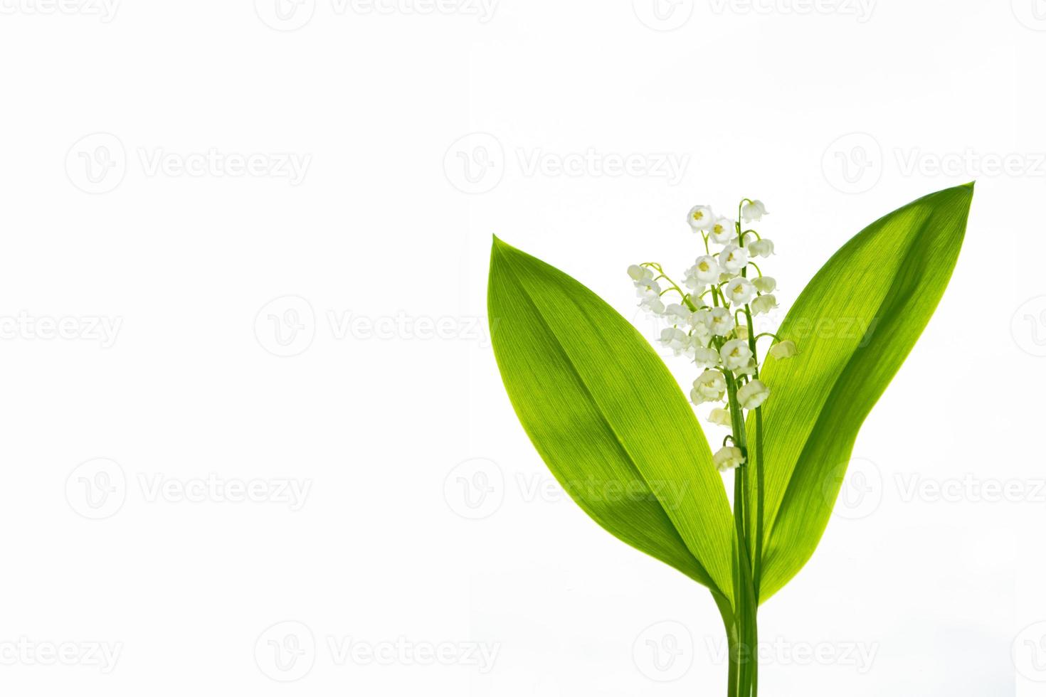 Lily of the valley flower on white background. photo