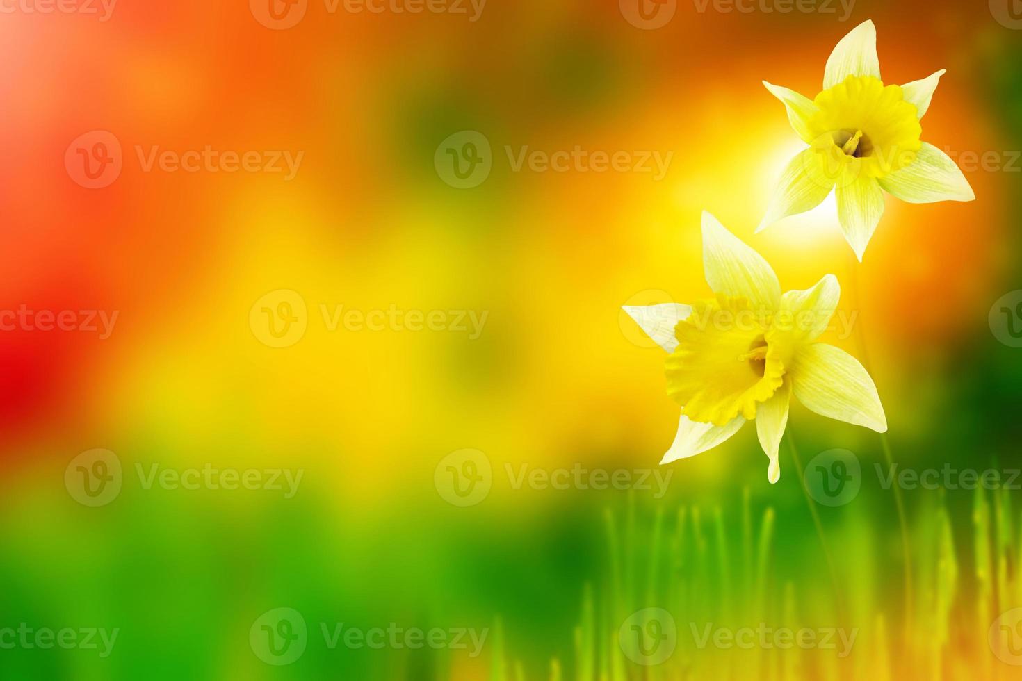 Spring flowers of daffodils. photo