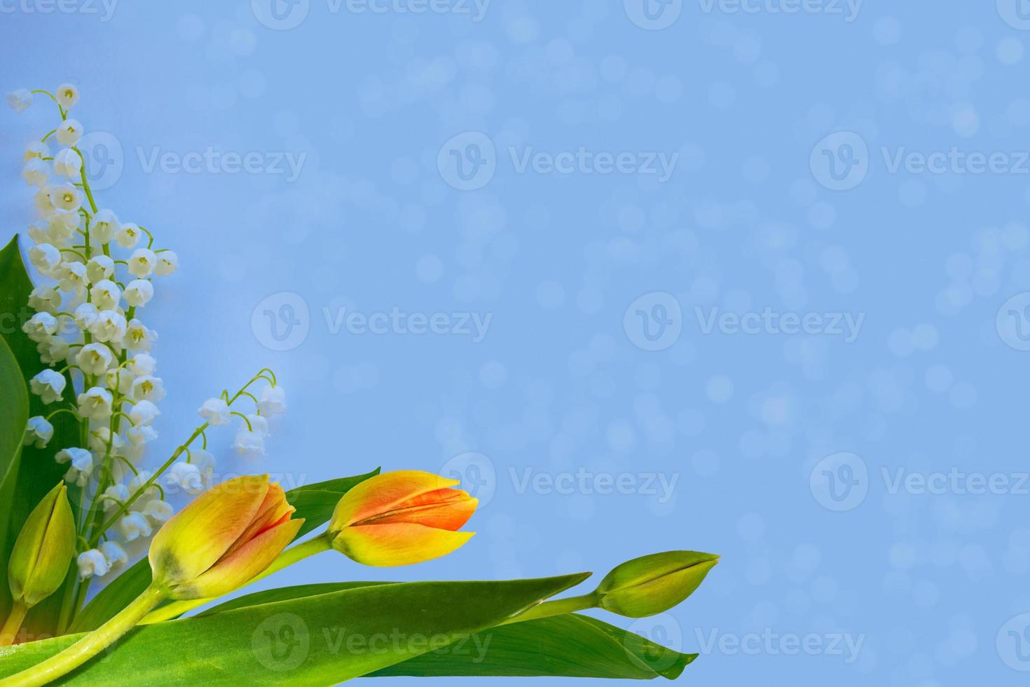 tulip. Natural floral background of spring flowers lily of the valley photo