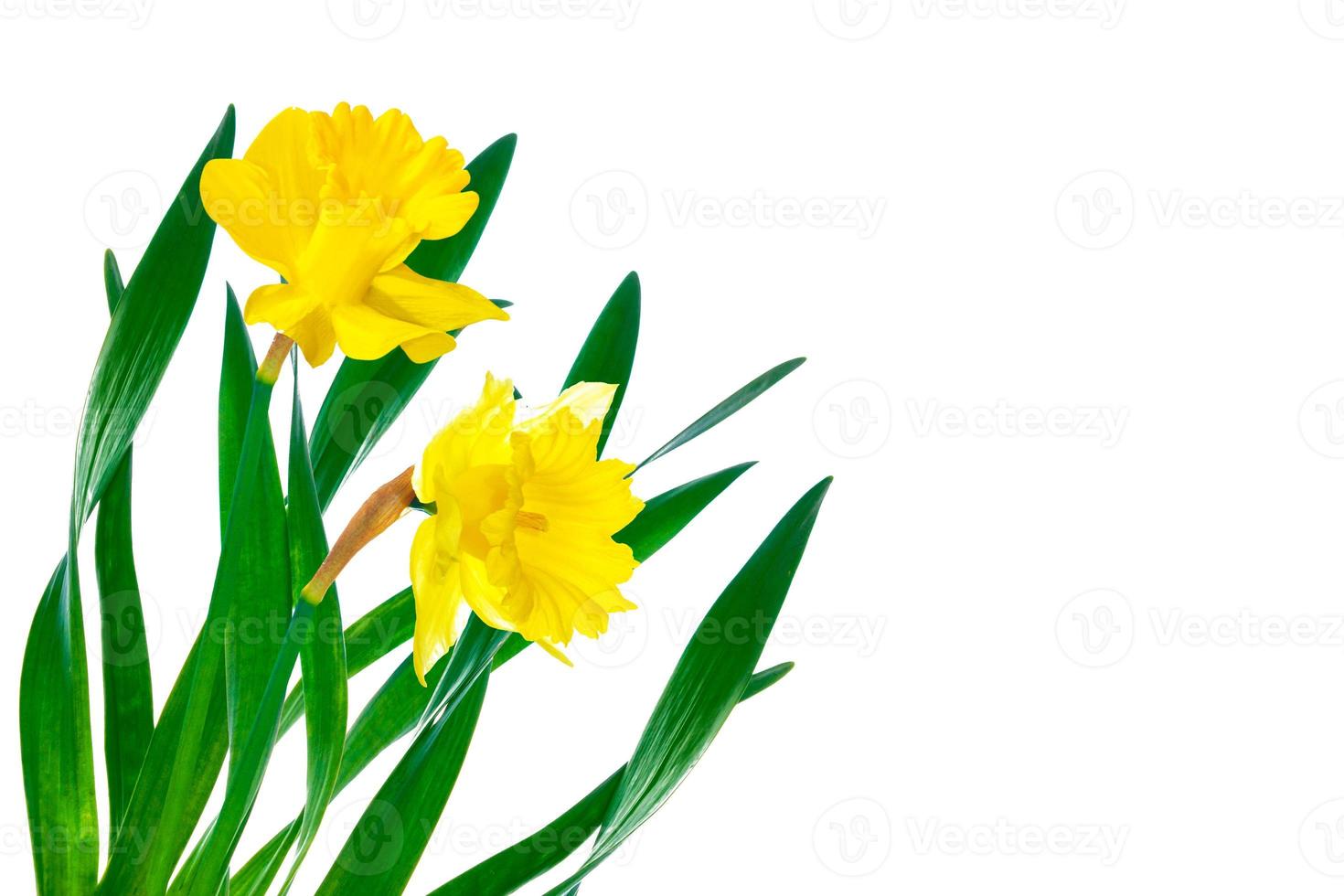 spring flowers narcissus isolated on white background photo