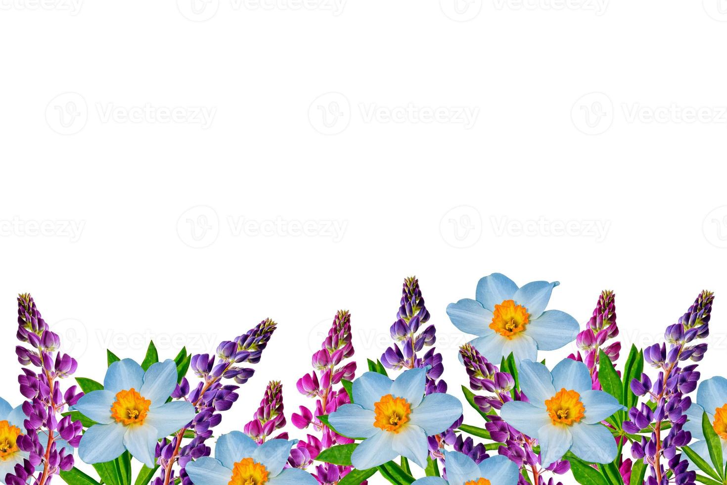 spring flowers narcissus, lupine isolated on white background photo