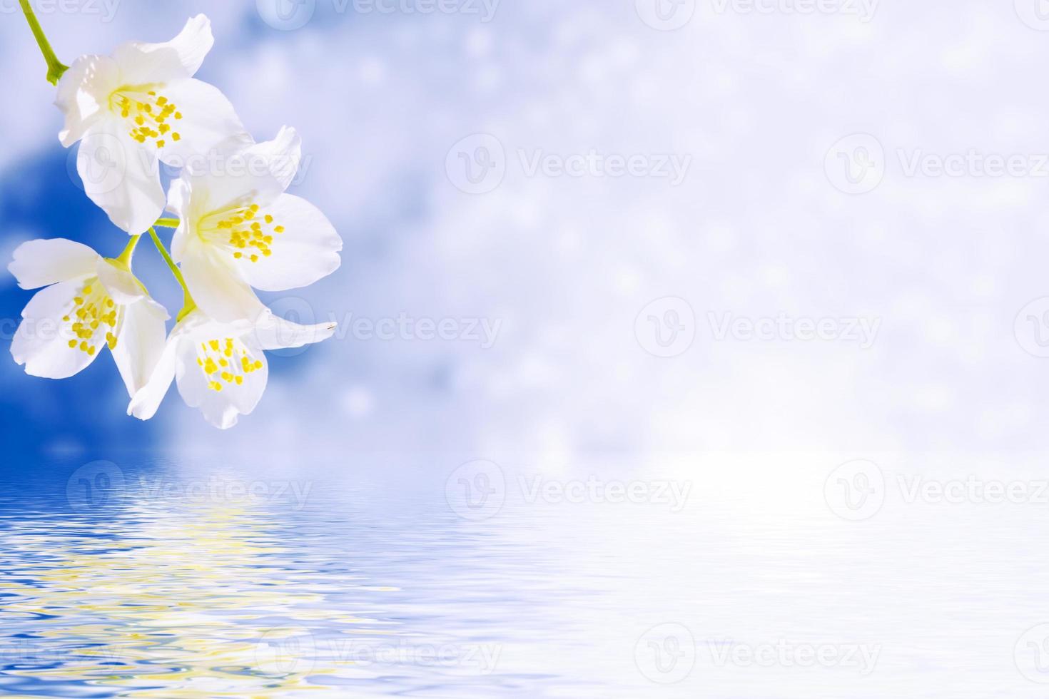 jazmín blanco la rama delicadas flores de primavera foto