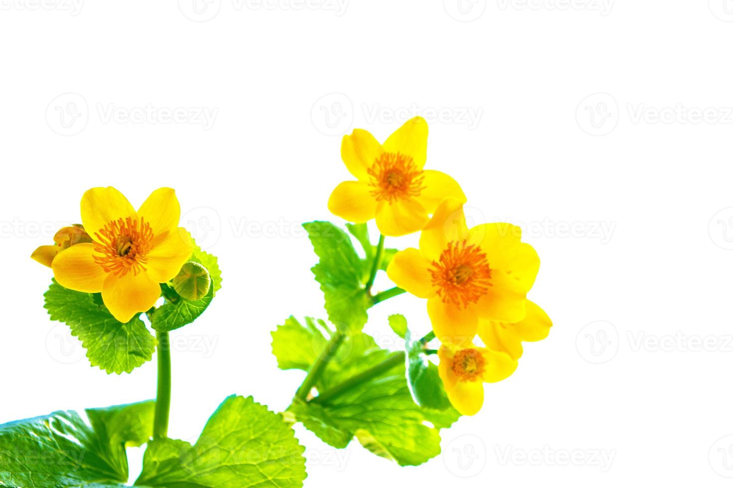 Yellow wildflowers marsh marigold isolated on white background. photo