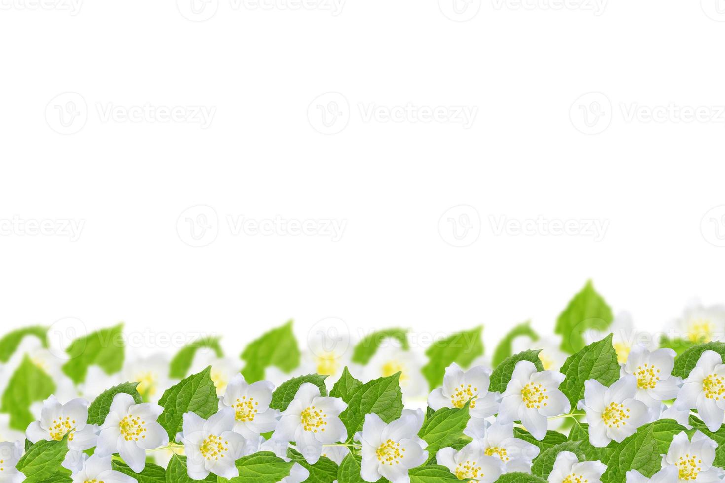 branch of jasmine flowers isolated on white background. photo