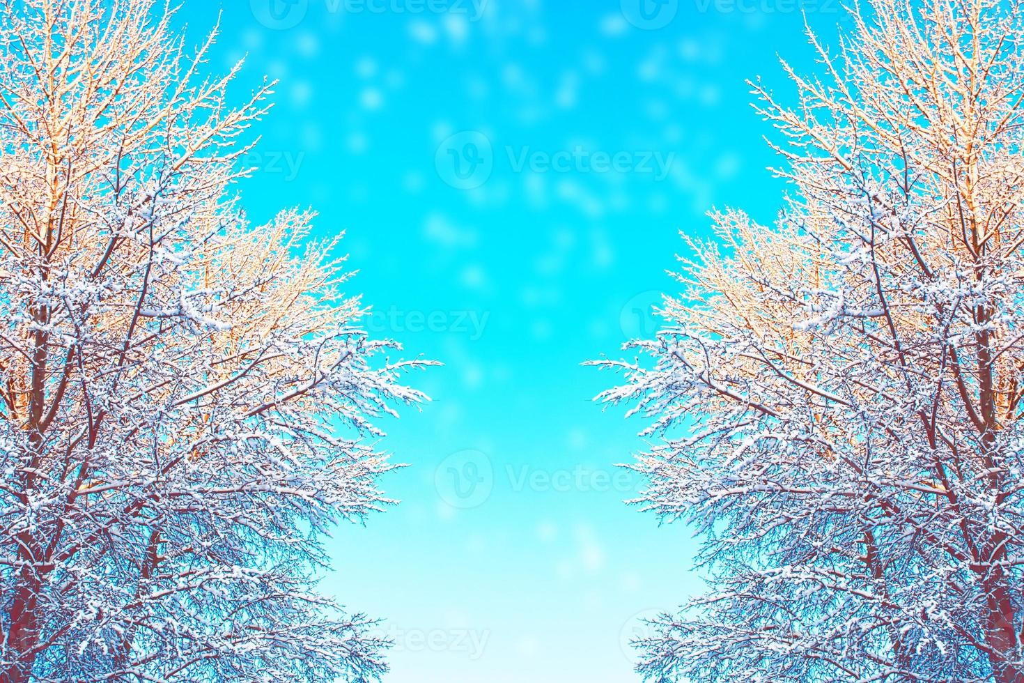 Frozen winter forest with snow covered trees. photo