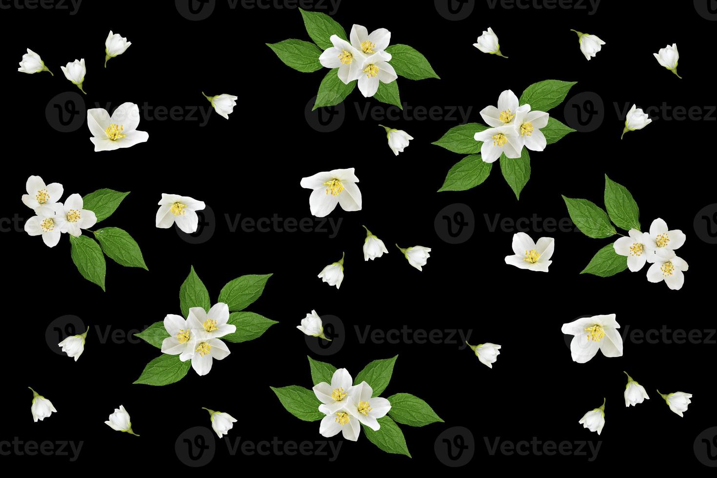 branch of jasmine flowers isolated on black background. photo