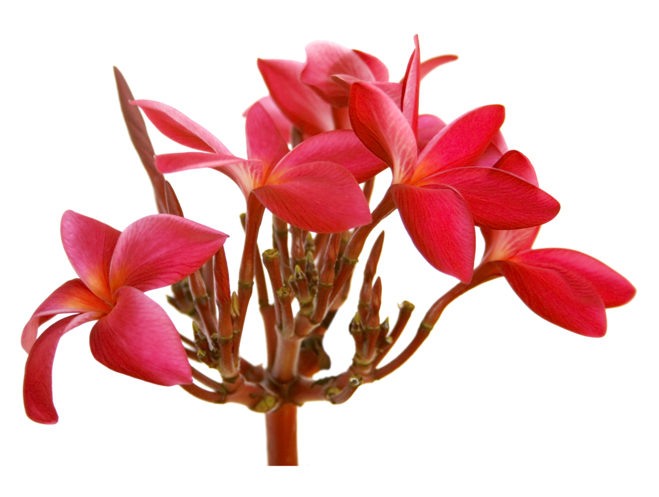 frangipani blommor på transparent bakgrund png-fil png