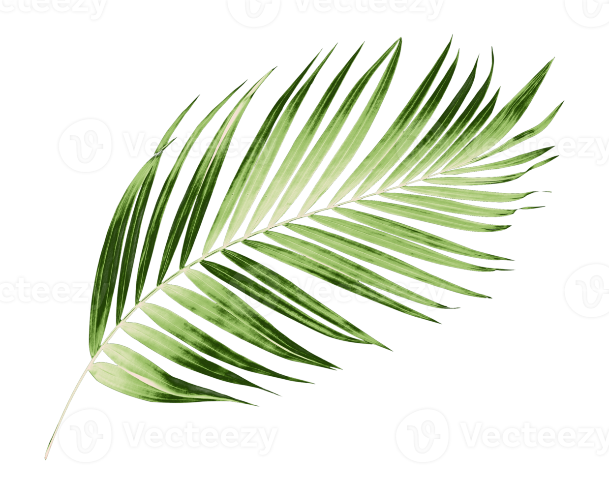 Green leaves of palm tree on transparent background png file