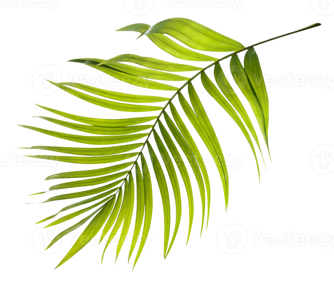 Green leaves of palm tree on transparent background png file