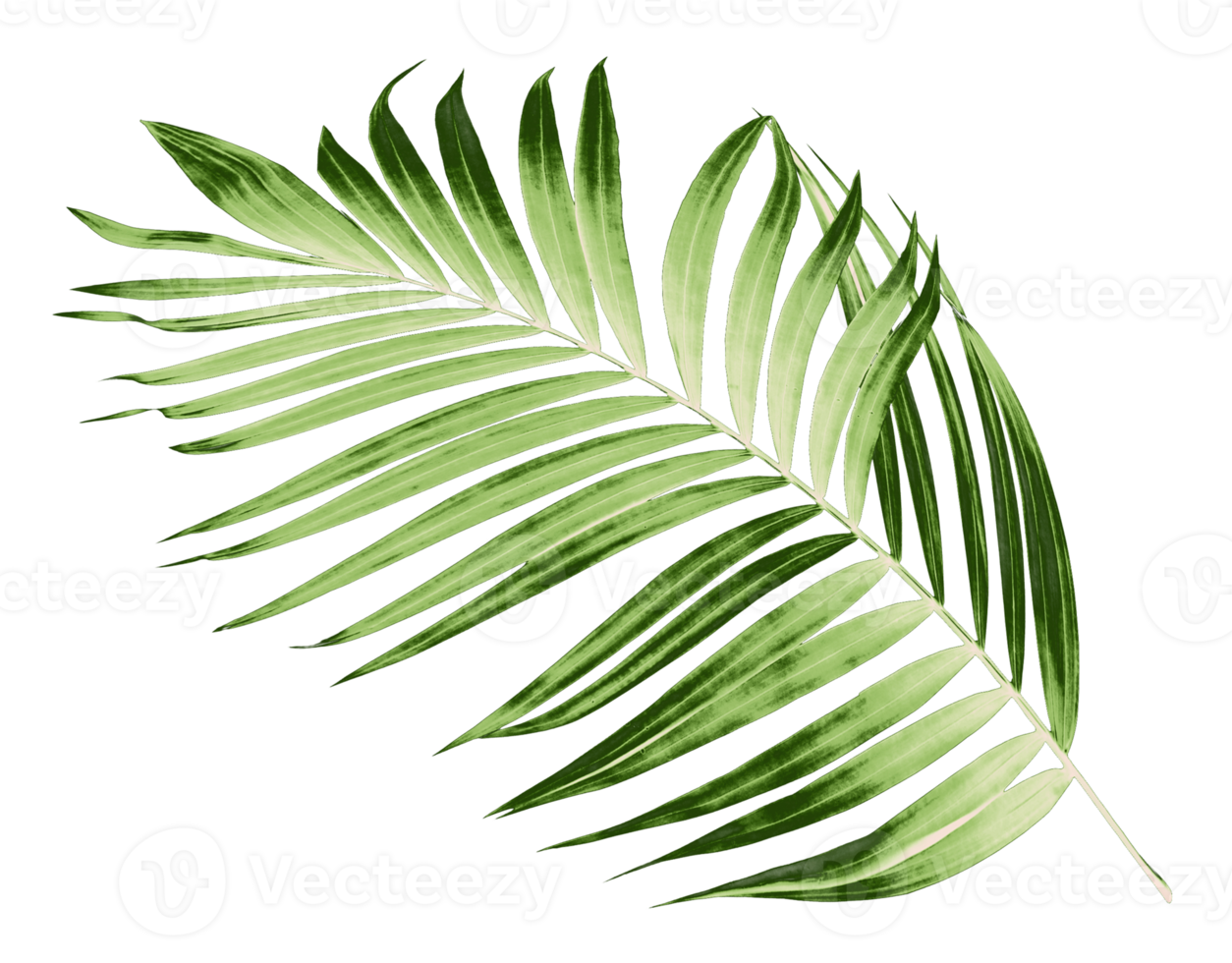 Green leaves of palm tree on transparent background png file