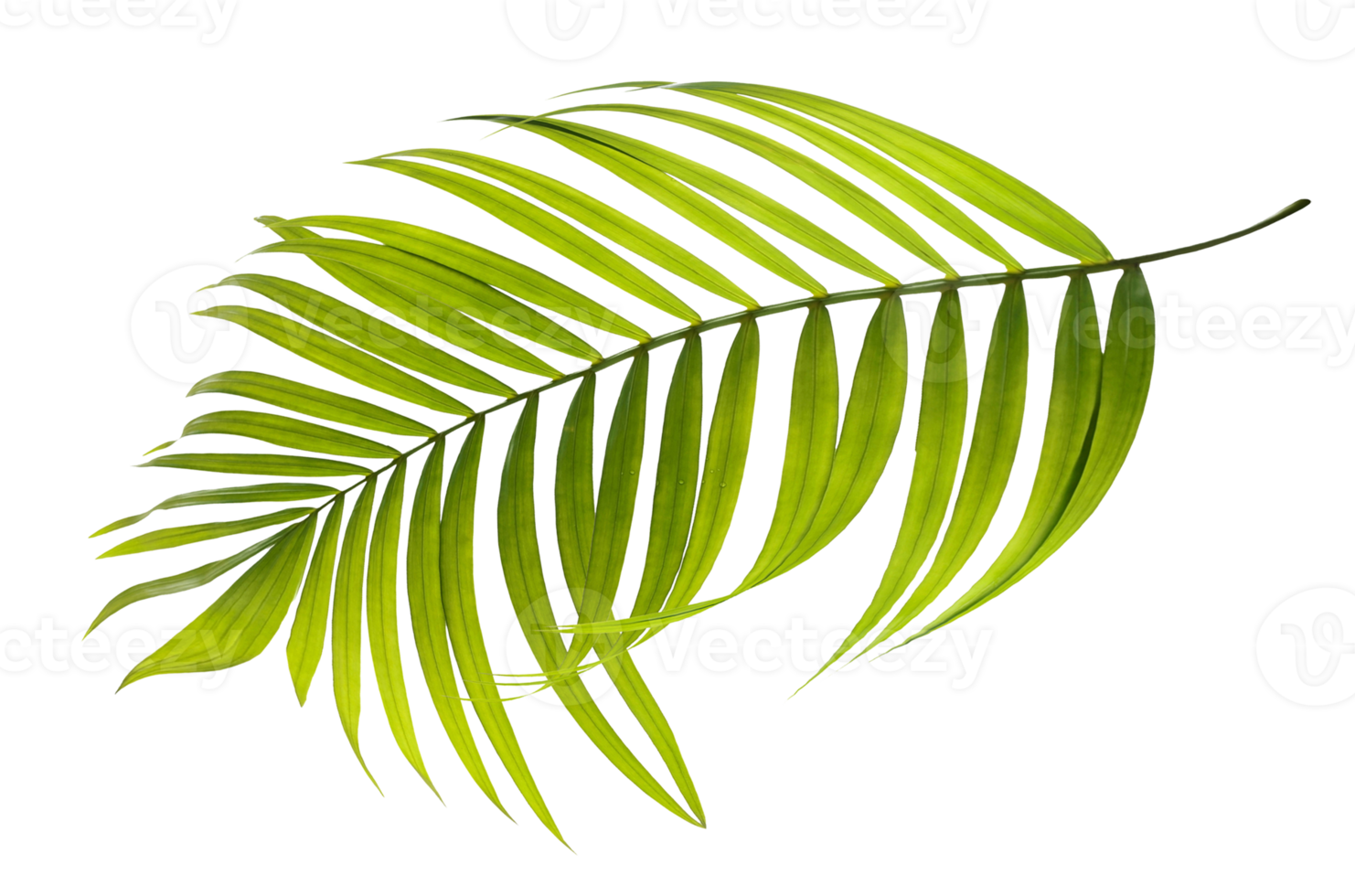 Green leaves of palm tree on transparent background png file