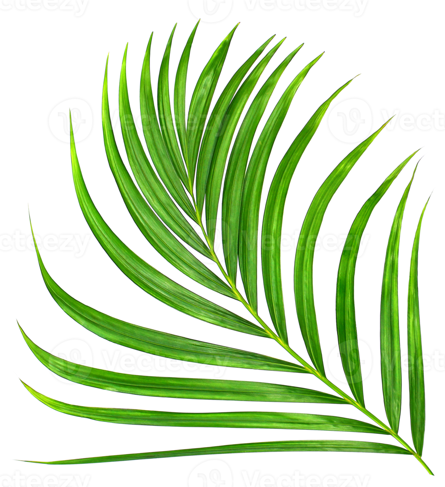 Green leaf of palm tree on transparent background png file