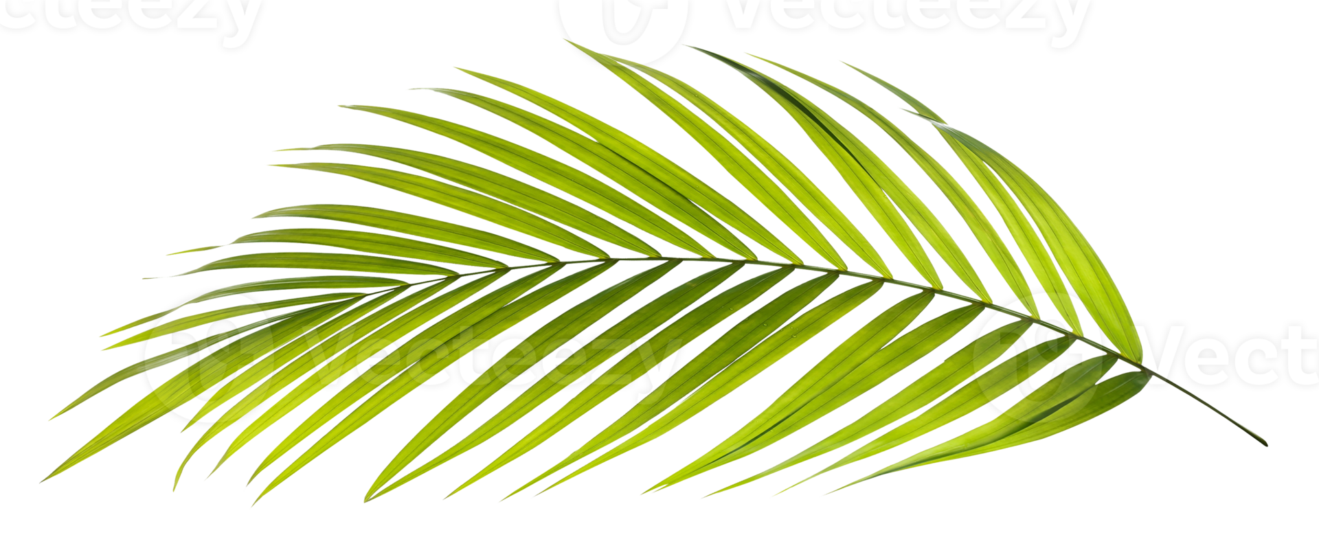 Green leaf of palm tree on transparent background png file