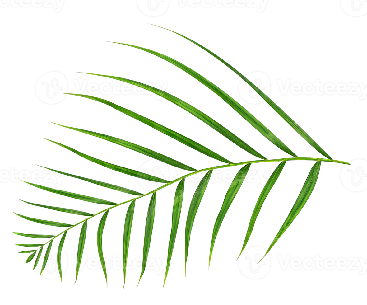 Green leaf of palm tree isolated on transparent background png file