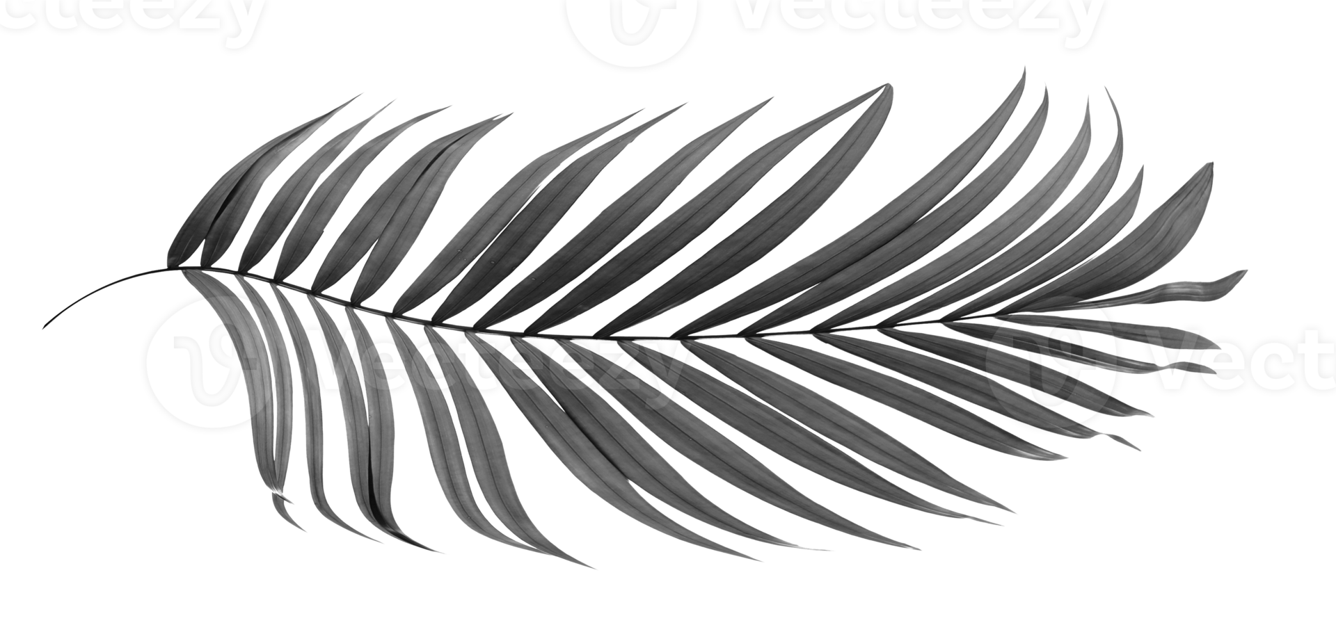 black leaves of palm tree on transparent background png file