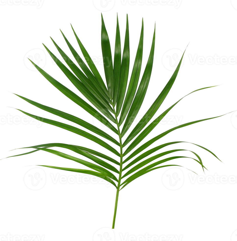 Green leaf of palm tree isolated on transparent background png file