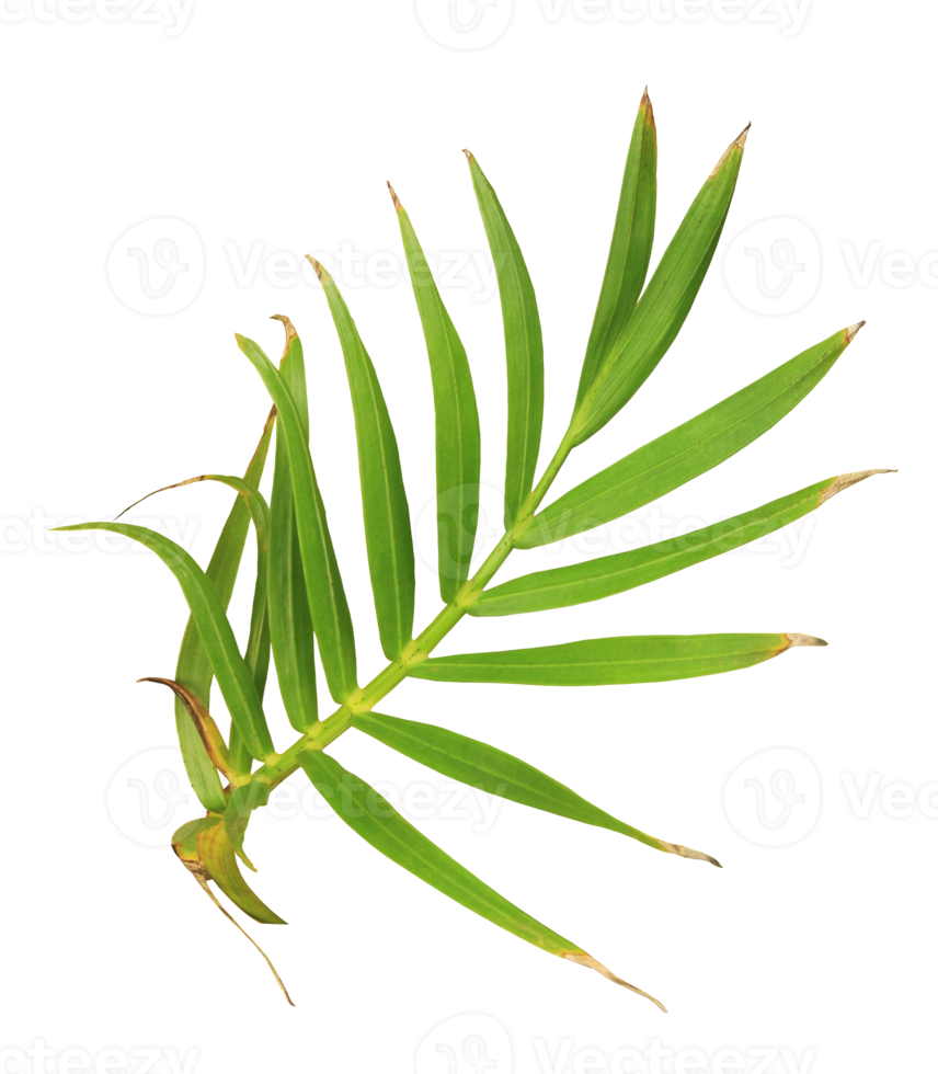 palm tree leaf on transparent background png file
