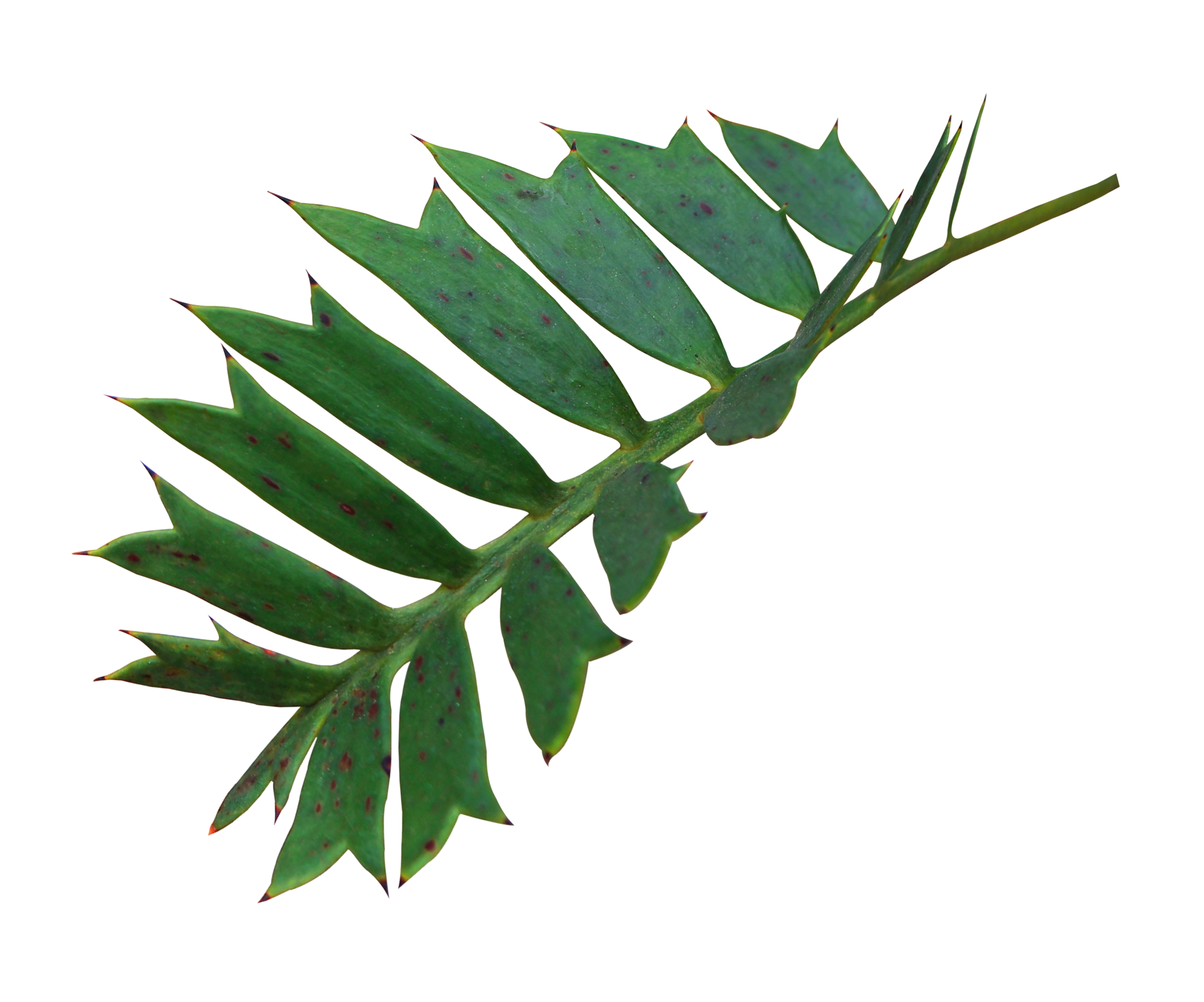 green palm leaf isolated on transparent background png file 9308621 PNG