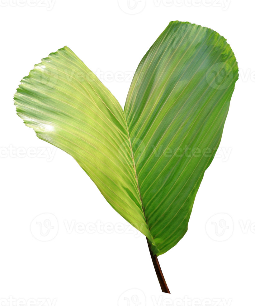 palm tree leaf on transparent background png file