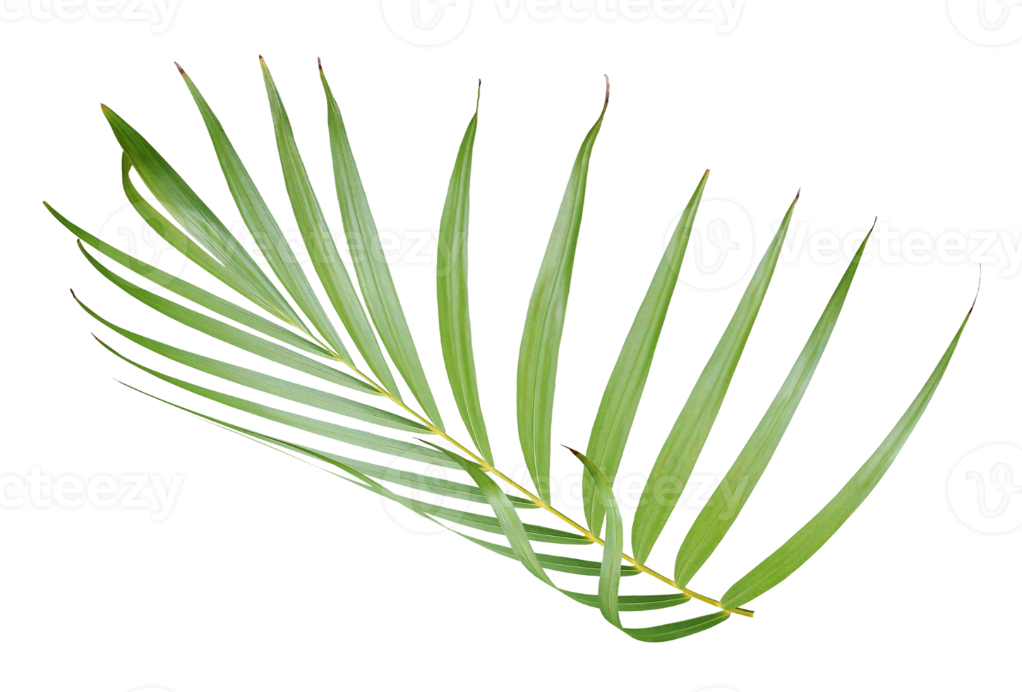 folha de palmeira verde tropical isolada em transparente para arquivo png de fundo de verão
