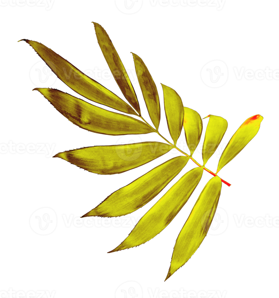 palm leaf isolated on transparent background png file