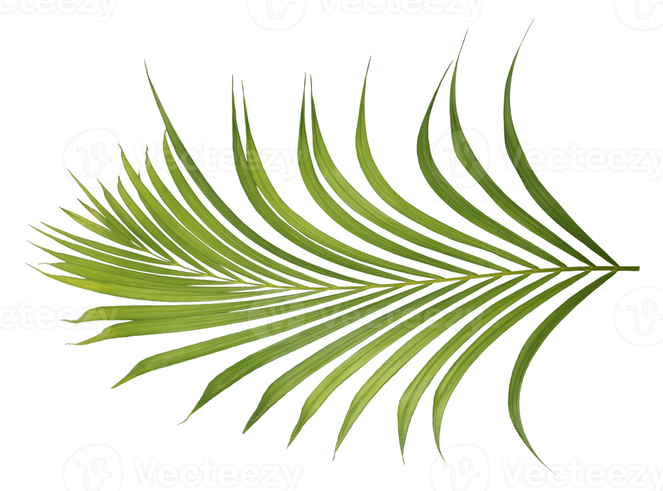 palm tree leaf on transparent background png file