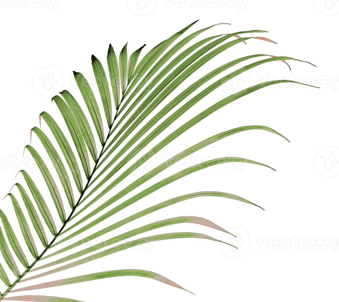 palm tree leaf on transparent background png file