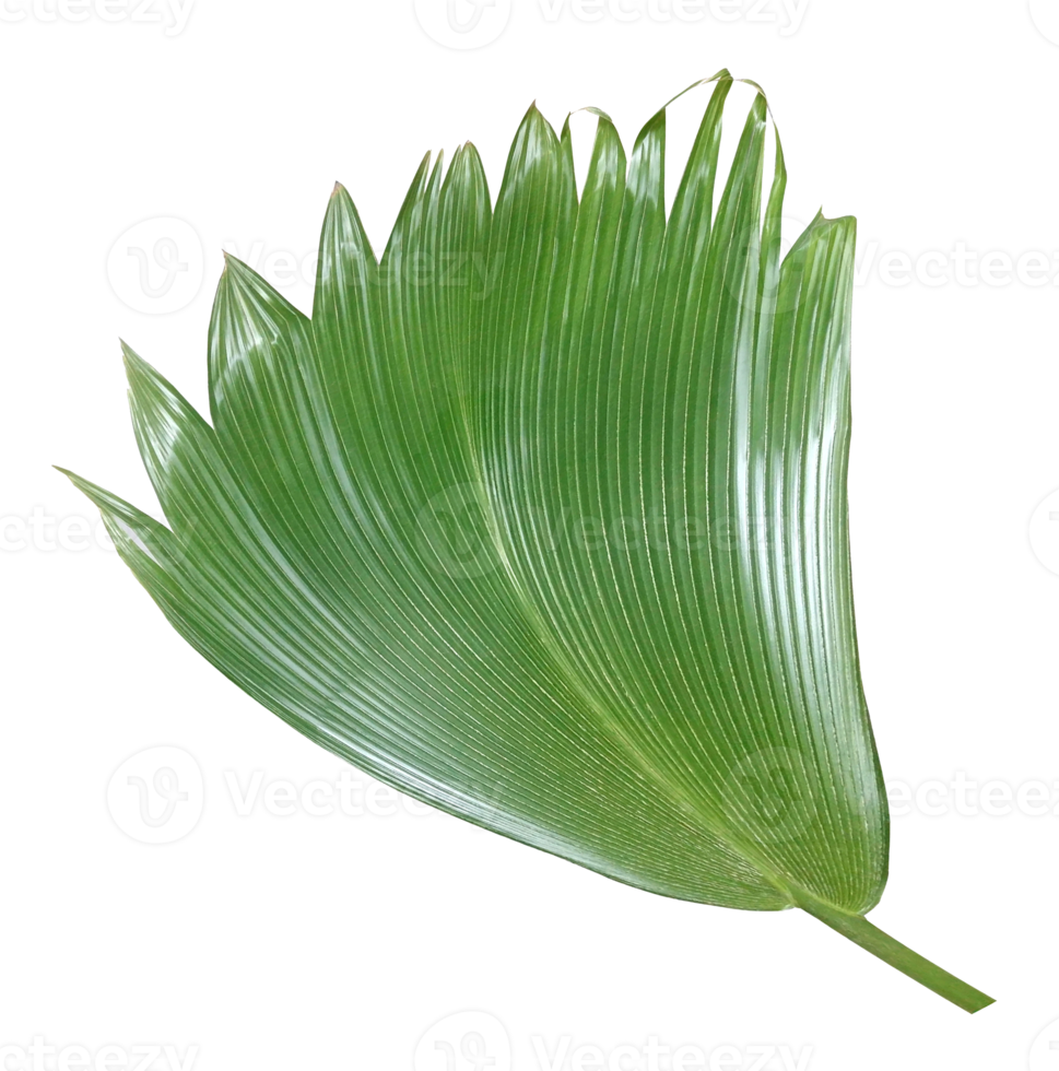palm tree leaf on transparent background png file