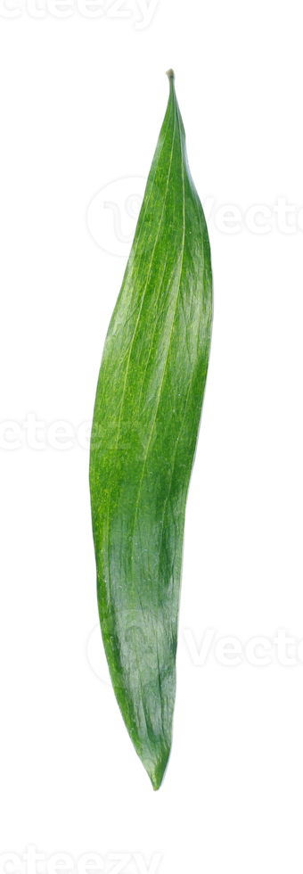 green leaf isolated on transparent background png file