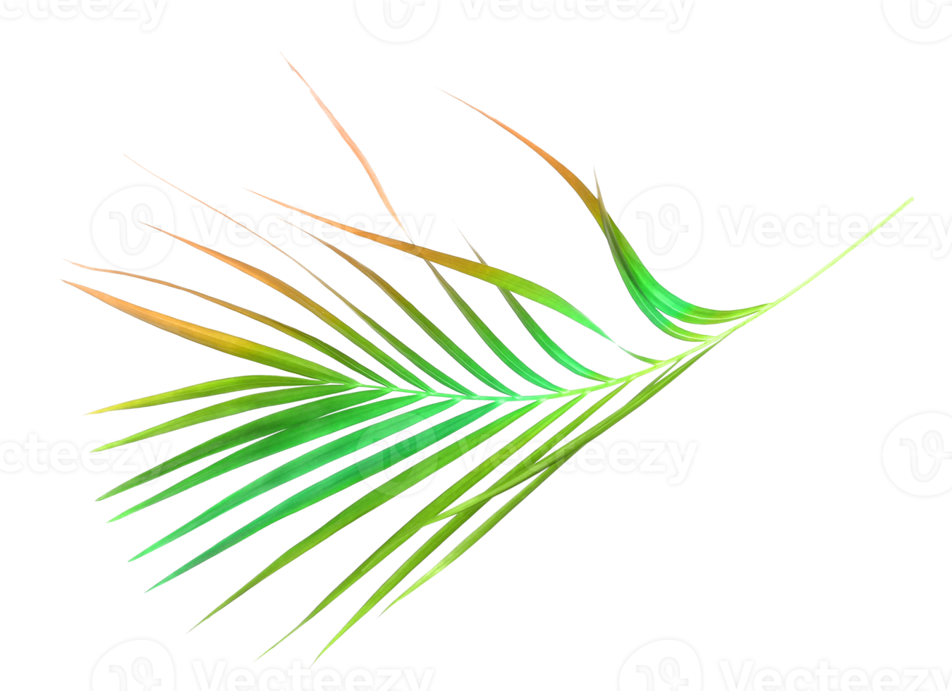 tropical nature green palm leaf isolated on transparent pattern background png file